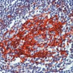 CD23 Monoclonal Antibody (1B12), Invitrogen 500 &mu;L; Unconjugated:Antibodies,
