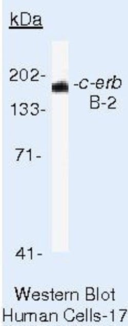 ErbB2 (HER-2) Antibody Cocktail, Invitrogen 500 &mu;L; Unconjugated:Antikroppar