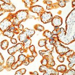 Placental Alkaline Phosphatase Monoclonal Antibody (8A9), Invitrogen 500