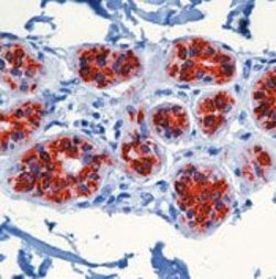 Invitrogen Cytokeratin 8/18 Monoclonal Antibody (5D3) 500 &mu;L; Unconjugated:Anticorps,