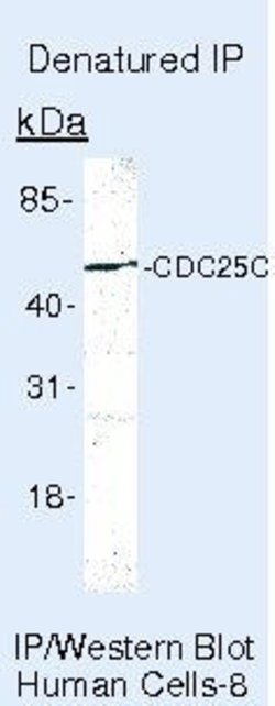 Cdc25C Monoclonal Antibody (25C14 (TC-14)), Invitrogen 500 &mu;L | Buy Online | Invitrogen | Fisher Scientific