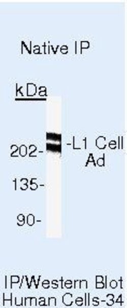 CD171 Monoclonal Antibody (UJ127), Biotin, Invitrogen 500 &mu;L; Biotin:Antibodies,