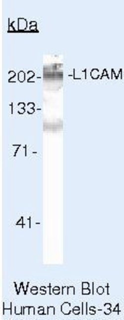 CD171 Monoclonal Antibody (UJ127), Biotin, Invitrogen 500 &mu;L; Biotin:Antibodies,