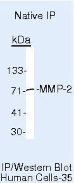 MMP2 Monoclonal Antibody (VB3), Biotin, Invitrogen 500 &mu;L | Buy Online | Thermo Scientific | Fisher Scientific