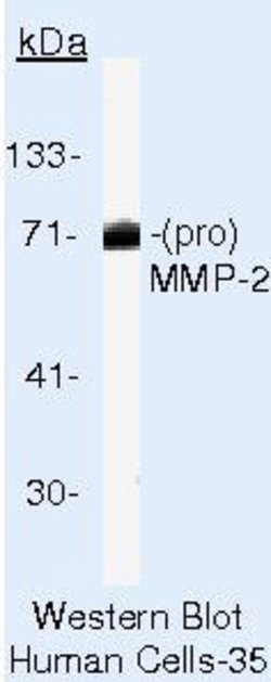 MMP2 Monoclonal Antibody (VB3), Biotin, Invitrogen 500 &mu;L | Buy Online | Thermo Scientific | Fisher Scientific
