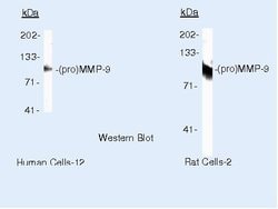 MMP9 Monoclonal Antibody (IIA5), Invitrogen 500 &mu;L; Unconjugated:Antibodies,