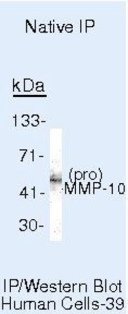 MMP10 Monoclonal Antibody (IVC5), Invitrogen 500 &mu;L; Unconjugated:Antibodies,
