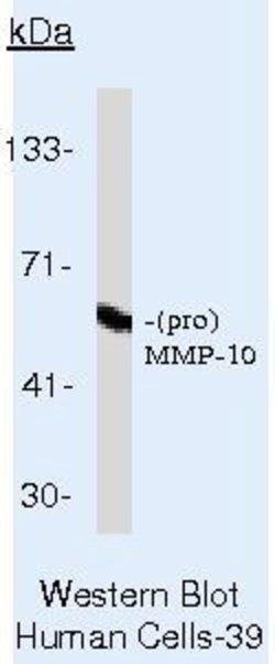 MMP10 Monoclonal Antibody (IVC5), Invitrogen 500 &mu;L; Unconjugated:Antibodies,