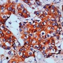 p130Cas Monoclonal Antibody (CAS-14 (35B-1A4)), Invitrogen 500 &mu;L; Unconjugated:Antibodies,