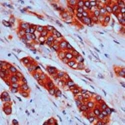 p130Cas Monoclonal Antibody (CAS-14 (35B-1A4)), Invitrogen 500 &mu;L; Unconjugated:Antibodies,