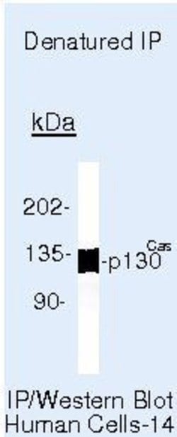 p130Cas Monoclonal Antibody (CAS-14 (35B-1A4)), Invitrogen 500 &mu;L; Unconjugated:Antibodies,