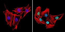 MCM7 Monoclonal Antibody (47DC141 (DCS-141)), Invitrogen 500 &mu;L; Unconjugated:Antibodies,