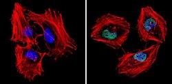 MCM7 Monoclonal Antibody (47DC141 (DCS-141)), Invitrogen 500 &mu;L; Unconjugated:Antibodies,