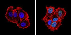 MCM7 Monoclonal Antibody (47DC141 (DCS-141)), Invitrogen 500 &mu;L; Unconjugated:Antibodies,