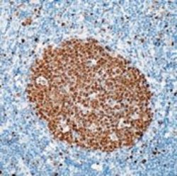 MCM7 Monoclonal Antibody (47DC141 (DCS-141)), Invitrogen 500 &mu;L; Unconjugated:Antibodies,