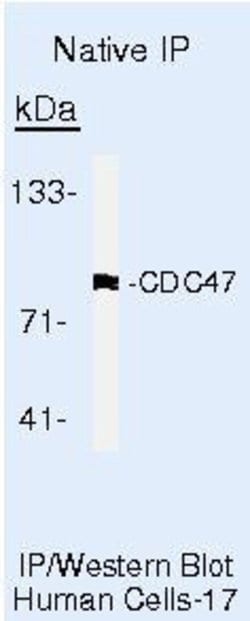 MCM7 Monoclonal Antibody (47DC141 (DCS-141)), Invitrogen 500 &mu;L; Unconjugated:Antibodies,