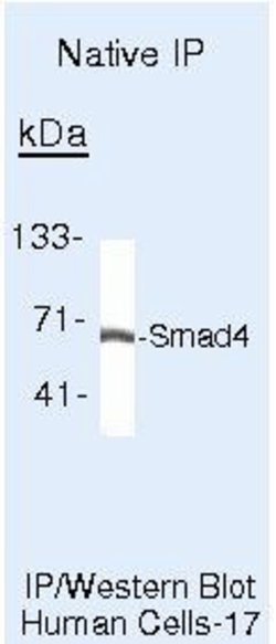 SMAD4 Monoclonal Antibody (SMD46 (DCS-46)), Invitrogen 500 &mu;L; Unconjugated:Antibodies,