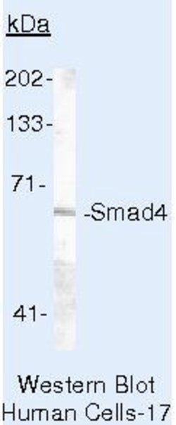 SMAD4 Monoclonal Antibody (SMD46 (DCS-46)), Invitrogen 500 &mu;L; Unconjugated:Antibodies,