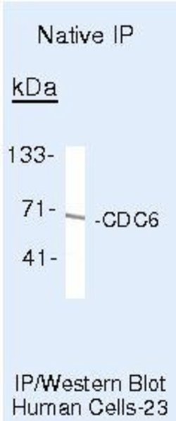 Cdc6 Monoclonal Antibody (DCS-180), Invitrogen 500 &mu;L; Unconjugated:Antibodies,