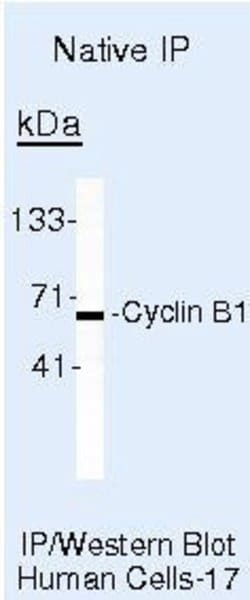 Cyclin B1 Monoclonal Antibody (GNS11), Invitrogen 500 &mu;L; Unconjugated:Antibodies,