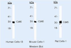 Cdk5 Monoclonal Antibody (DC34), Invitrogen 500 &mu;L | Buy Online | Thermo Scientific | Fisher Scientific