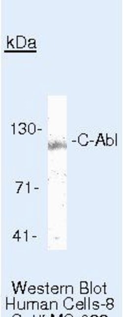 Invitrogen c-Abl Monoclonal Antibody (8E9) 500 &mu;L; Unconjugated:Antistoffer