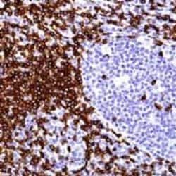 CD3e Monoclonal Antibody (EP449E), Invitrogen 1 mL; Unconjugated:Antibodies,