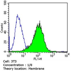 CDX2 Monoclonal Antibody (EPR2764Y), Invitrogen 1 mL; Unconjugated:Antibodies,