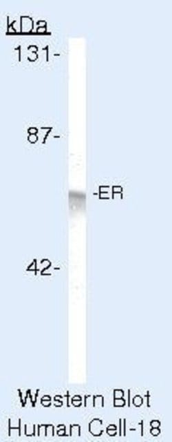 Invitrogen Estrogen Receptor alpha Monoclonal Antibody (SP1) 500 &mu;L;