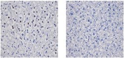 Invitrogen Cyclin D1 Recombinant Rabbit Monoclonal Antibody (SP4) 500 &mu;L;