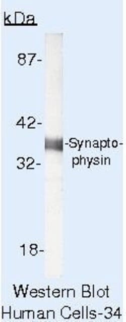 Invitrogen Synaptophysin Monoclonal Antibody (SP11) 500 &mu;L; Unconjugated:Antibodies,