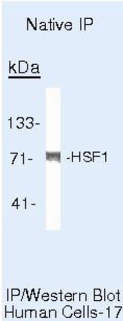 HSF1 Monoclonal Antibody (4B4), Invitrogen 500 &mu;L | Buy Online | Thermo Scientific | Fisher Scientific