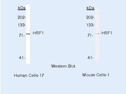 HSF1 Monoclonal Antibody (4B4), Invitrogen 500 &mu;L | Buy Online | Thermo Scientific | Fisher Scientific