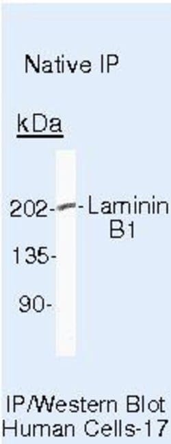 Laminin beta-1 Monoclonal Antibody (LT3), Invitrogen 500 &mu;L; Unconjugated:Antibodies,