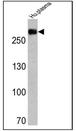 Invitrogen Fibronectin Monoclonal Antibody (3F12) 100 &mu;g; Unconjugated:Antibodies,