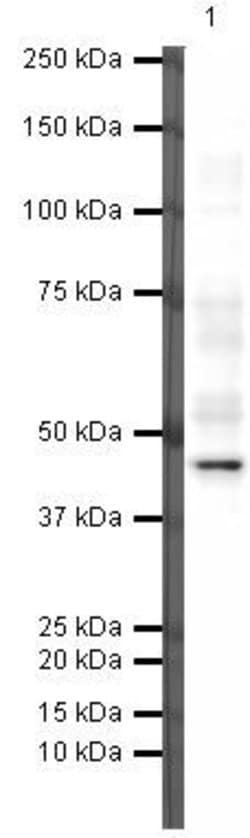 Invitrogen PAX5 Monoclonal Antibody (52588) 100 &mu;g; Unconjugated:Antibodies,