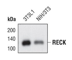 Invitrogen RECK Monoclonal Antibody (F.286.6) 100 &mu;L | Buy Online | Invitrogen&trade; | Fisher Scientific
