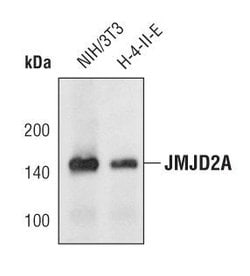 Invitrogen JMJD2A Monoclonal Antibody (C.37.0) 100 &mu;L; Unconjugated:Antibodies,