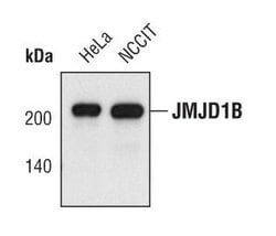 Invitrogen JMJD1B Monoclonal Antibody (S.393.0) 100 &mu;L; Unconjugated:Antibodies,