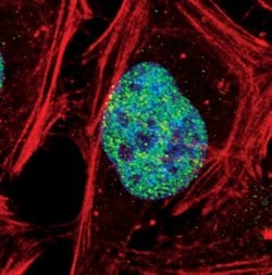 Invitrogen SETD8 Monoclonal Antibody (B.540.4) 100 &mu;L; Unconjugated:Antibodies,