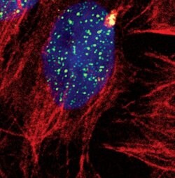 Invitrogen SETD8 Monoclonal Antibody (B.540.4) 100 &mu;L; Unconjugated:Antibodies,