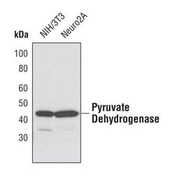 Invitrogen PDHA1 Monoclonal Antibody (S.975.6) 100 &mu;L; Unconjugated:Antibodies,