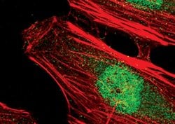 Invitrogen NUTF2 Monoclonal Antibody (J.206.1) 100 &mu;L; Unconjugated:Antibodies,