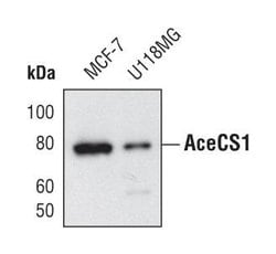 Invitrogen ACSS2 Monoclonal Antibody (T.407.4) 100 &mu;L | Buy Online | Invitrogen&trade; | Fisher Scientific