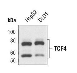 Invitrogen TCF7L2 Monoclonal Antibody (K.120.3) 100 μL; Unconjugated:Antibodies,