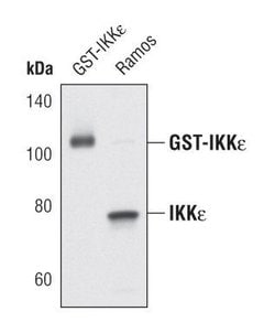 Invitrogen IKK epsilon Monoclonal Antibody (T.546.3) 100 &mu;L; Unconjugated:Antibodies,