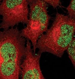 Invitrogen Phospho-STAT5 alpha (Tyr694) Monoclonal Antibody (J.536.2) 100