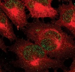 Invitrogen Phospho-STAT5 alpha (Tyr694) Monoclonal Antibody (J.536.2) 100
