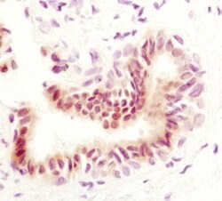 Invitrogen Phospho-STAT5 alpha (Tyr694) Monoclonal Antibody (J.536.2) 100