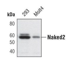 Invitrogen Naked2 Monoclonal Antibody (S.902.7) 100 &mu;L; Unconjugated:Antibodies,